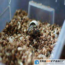 Thiên thạch - trứng rùa nở vermiculite 3-7mm Thiên thạch