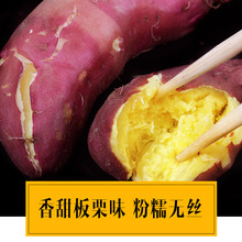 Khoai lang hạt dẻ Hải Nam Qiaotou mới đào khoai lang ngọt 5 kg 10 kg nạp 1 miếng Khoai lang