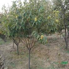 Cây giống hạt dẻ ghép Cây giống hạt dẻ Dahongpao Cây giống hạt dẻ chuyển đến cây hạt dẻ tây năm đó trồng kết quả cùng năm Cây ăn quả
