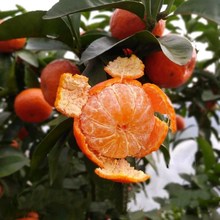 Cây giống cam hạt nhân trưởng thành sớm, cây cam vàng, cây ăn quả trong chậu, cây cam, cây cam, cây giống ba năm Cây cảnh