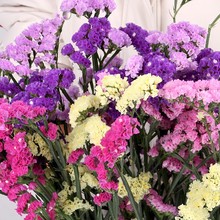 Forget-me-tự nhiên pound bó hoa khô và bán gian hàng triển lãm bán buôn bán hoa Yunnan hoa khô miễn phí vận chuyển Hoa khô hay