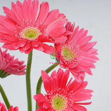 Gerbera Gerbera hoa thật hoa hướng dương cấp một thế hệ các cơ sở chất béo trong cắt hoa Vân Nam bởi vận chuyển không khí Hoa và hoa