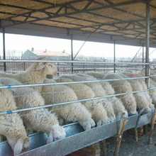 2019 bán buôn cừu Han đuôi nhỏ cừu Dubo cừu bao nhiêu thịt cừu Chào mừng đến với lĩnh vực chăn nuôi Chăn nuôi