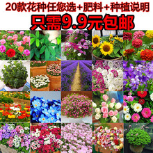 Hạt giống hoa, bốn mùa, ra hoa, dễ trồng, ban công, vườn, hoa, hoa, hoa, hạt, cây trồng trong chậu, hoa theo mùa Cây giống