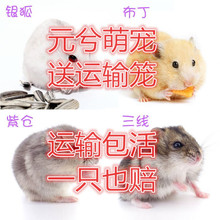 Xi Yuan Meng vật nuôi tóc hỗn hợp bán buôn bé chuột nhà máy chăn nuôi nhỏ Hamster sống Chengdu sống, một thế hệ các chất béo Hamster, thỏ, chim