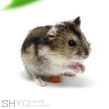 Shang Hua Yi vật nuôi / trang trại bán buôn / chuột sống / Small Pets / dòng thứ ba / kho tím / hai màu trộn Hamster, thỏ, chim