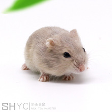 Shang Hua Yi vật nuôi / trang trại bán buôn / vật nuôi nhỏ / chuột sống / chuột máy pha trà / quốc gia có thể được thực hiện nhanh Hamster, thỏ, chim