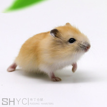 Shang Hua Yi vật nuôi / trang trại bán buôn / chuột sống / Small Pets / bánh pudding chuột National Express Delivery / Hamster, thỏ, chim