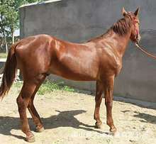 Trẻ em cưỡi ngựa lùn giống ngựa lùn có thể cưỡi ngựa giá cũng là giá bán buôn Chăn nuôi