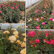 Xinyi Garden Bán buôn Hoa hồng Cup chất lượng cao Hoa hồng Cup Bốn mùa Hoa trang trí đa dạng Hoa hồng Cây bụi Arbor
