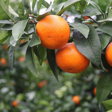 Tứ Xuyên Wogan trái cây tươi 2-9 kg Trái cây họ cam quýt nguyên chất ngọt ngào lông mày Shandong Powo cam bán buôn một thế hệ Trái cây chọn