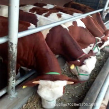 Chăn nuôi bò thịt, giá bò thịt thị trường, giá bò nhỏ, giá giết mổ gia súc Chăn nuôi