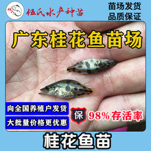 Sản phẩm thủy sản của Wu cung cấp osmanthus cá bột mực chất lượng cao cá chép osmanthus cá nước ngọt osmanthus cá Bể cá cảnh
