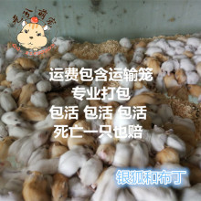Xi Yuan Meng nhà máy chăn nuôi bán buôn bạc fox bánh pudding chuột bé Hamster sống sống một thế hệ các chất béo Hamster, thỏ, chim