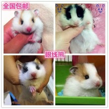 Hamster lớn sống hiếm gấu gia đình thú cưng bé nhỏ bằng vàng bạc gấu sống ngọc gấu bạc Xi Shi Xiong Hamster, thỏ, chim