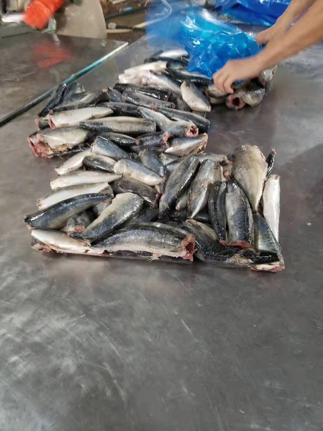 哥斯达黎加罗非鱼加工流水线，鲜活整鱼切割去刺做成鱼排！_凤凰网视频_凤凰网