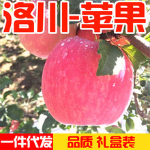 [Luochuan Apple] Spot Shaanxi Luochuan Red Apple Fresh Apple Fruit Fuji Apple Origin Wholesale Trái cây chọn