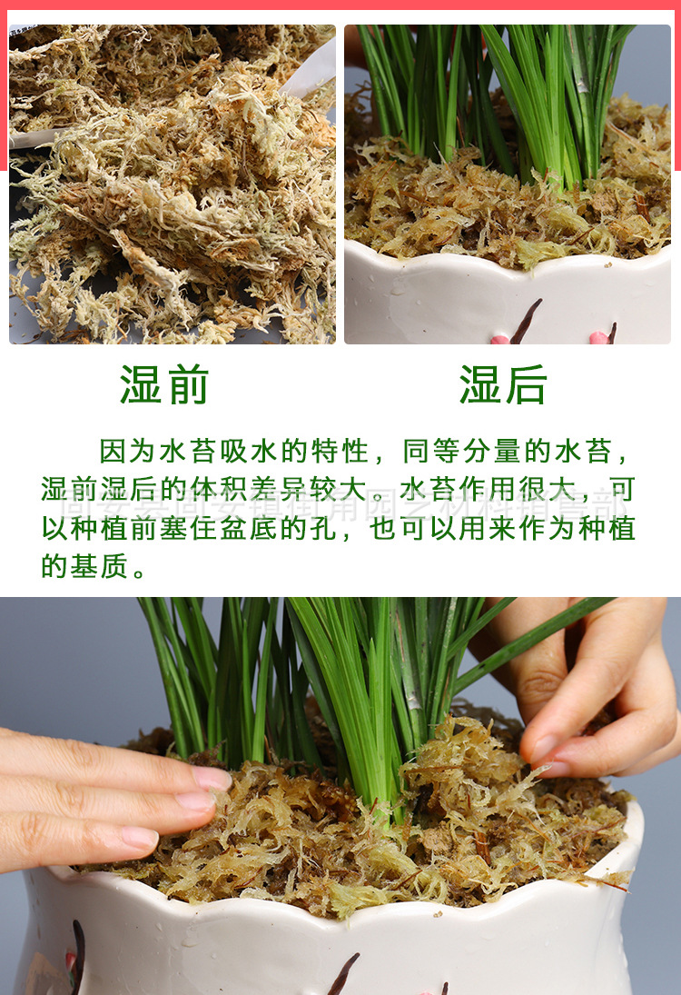 干水苔苔藓园艺用品干水草兰花蝴蝶兰营养土基质压缩6