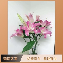 [Lily Flowers 10] Côn Minh lily cơ sở nhà đám cưới ở cánh hoa trang trí bán buôn lily cắt hoa Hoa và hoa