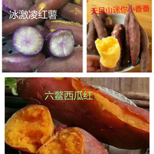 Liuyi khoai lang kem khoai lang Shaanxi khoai lang hạt dẻ Tianmushan Xiaoxiangfan hỗ trợ một thế hệ tóc Khoai lang