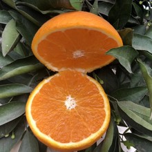 [Citrus Qingjian Citrus] ăn như Ehime thạch cam không biết mùa xuân cam xấu xí nhìn thấy trái cây họ cam quýt Trái cây ưa thích