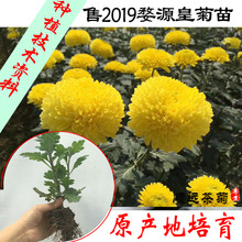 Wuyuan Huangju Miao Jinsiju Gongju Cây hoa cúc tháng 7 Cây giống hoa cúc Bán nóng Cơ sở cung cấp trực tiếp Cây cảnh