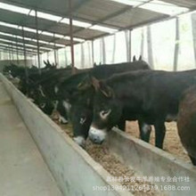 Shandong Wutouyu để bán, giết mổ thịt, thịt, sống, Dezhou, Wutou, giá cả, cây giống Chăn nuôi