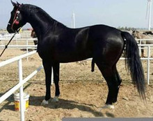 Máu ngựa Ili thuần chủng Ngựa Mông Cổ Đen đỏ Malaysia du lịch giải trí ngắm cảnh ngựa. Chăn nuôi