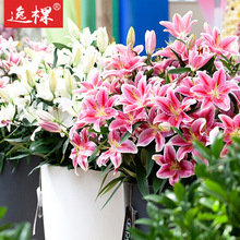 bóng đèn lily bán buôn với nụ Lily bóng đèn trong nhà hoa trồng trong chậu ban công dễ dàng để trồng hạt giống Hoa và hoa