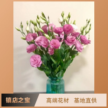 [Cát Tường] Côn Minh cắt hoa tươi cơ sở bán buôn cây khổ sâm Cát Tường màu trực tiếp đám cưới bán buôn trang trí lễ kỷ niệm Hoa và hoa