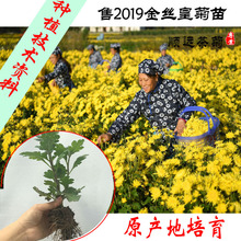 Nguồn gốc của cây giống hoa cúc, lụa vàng huangju, cống, táo tàu, cúc, yueyuan, cúc, cây giống hoa cúc Cây cảnh