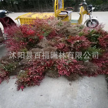 Cơ sở bán buôn cây giống tre Nam Thông Dự án Tianzhu đỏ Cây giống Nam Thông 竺 khối màu cây giống Cây tre tre có thể được trồng trong chậu Cây bụi Arbor