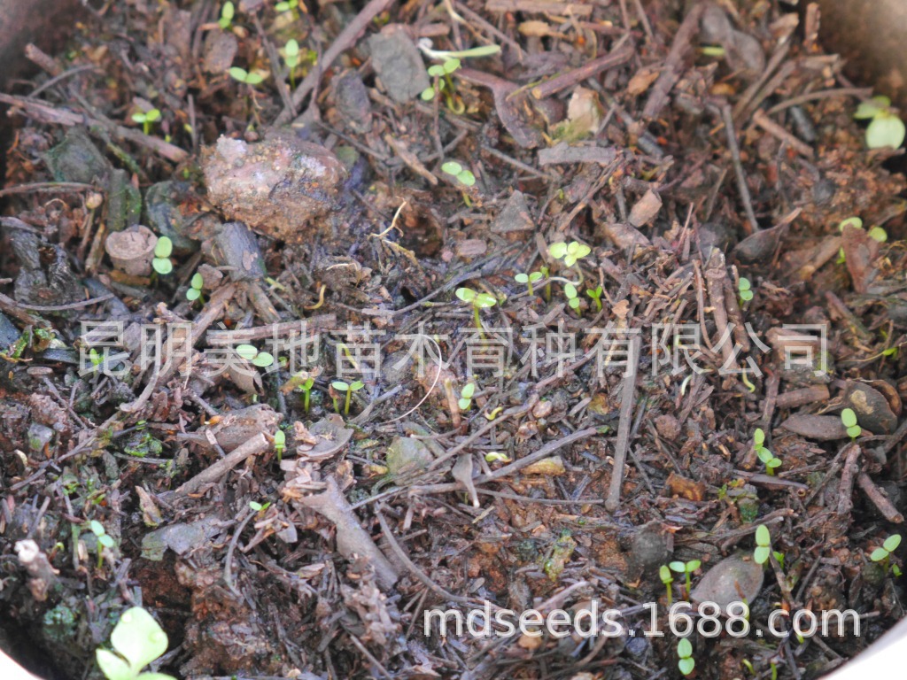 马醉木杜鹃种子花色白色新叶红色云南高山杜鹃种子净种当年新采