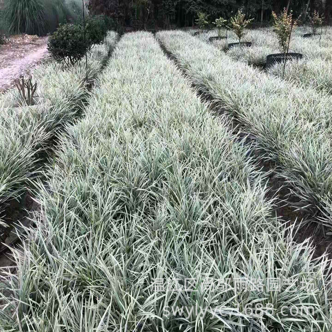 出售 银边草 花台绿化灌木丛草类植物