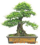 大叶罗汉松树--仙柏、罗汉柏、、江南柏-13905245803