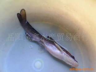 供应淡水水产/鱼~~石扁头/牛尾巴/石板头