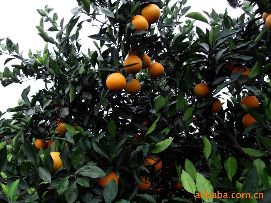 【柑橘批发--优质品质产自中国冰糖橙之乡麻