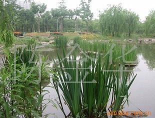 供应水生植物 水池 河塘的优良造景材料 香蒲草 根