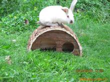 Yến Hamster bằng gỗ, Nhà thỏ Hamster, thỏ, chim