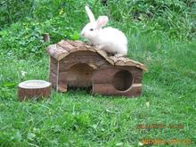 Nhà máy trực tiếp cung cấp vật nuôi bằng gỗ Vật nuôi thỏ đôi cung gỗ Nhà cung cấp vật nuôi Hamster, thỏ, chim