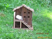 Cung cấp nhà cho thú cưng bằng gỗ - Hamster Chalet, vật nuôi Hamster, thỏ, chim