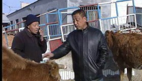 胆大--成就了他的养牛事业！图片