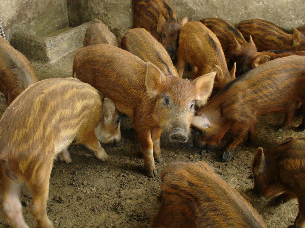 辽宁野猪养殖图片