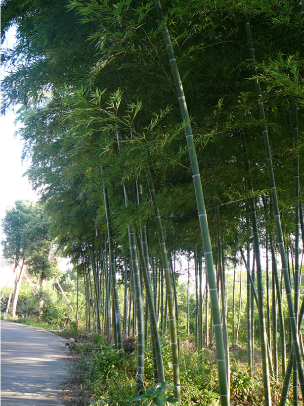 萬禾園林花木請欣賞