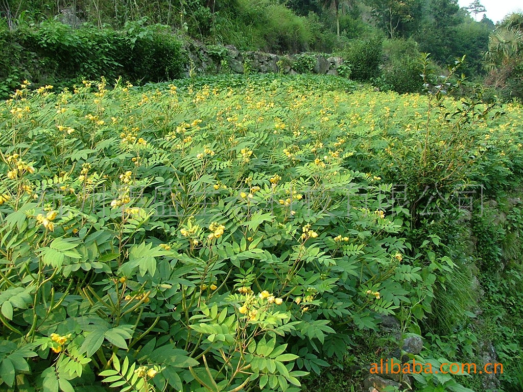 大量批發黃花決明種子/黃花決明種子