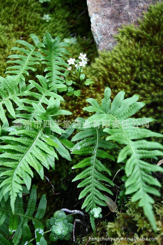 植物原药材