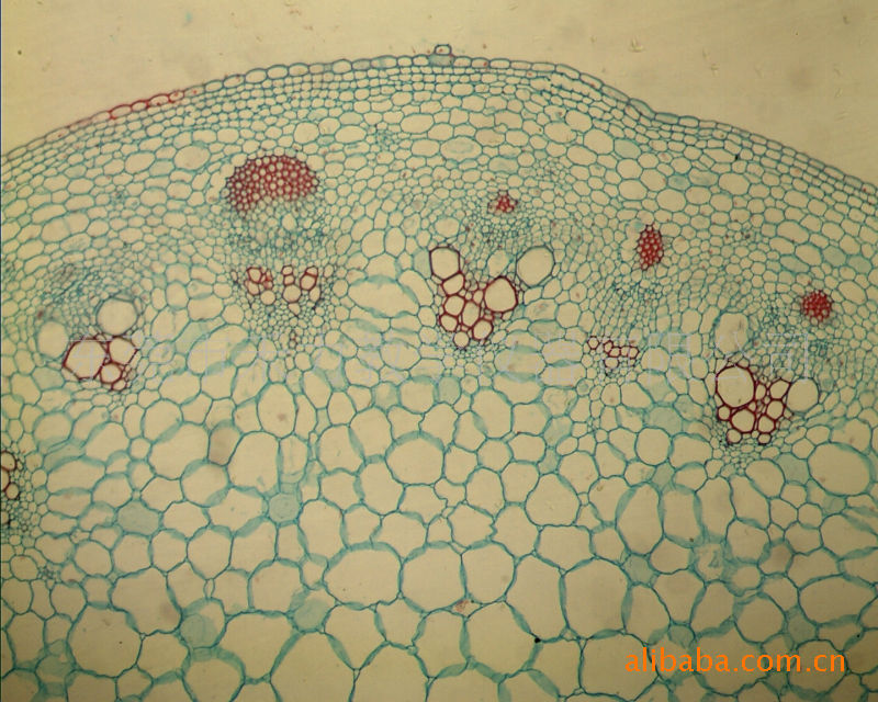南瓜茎纵切结构图导管图片