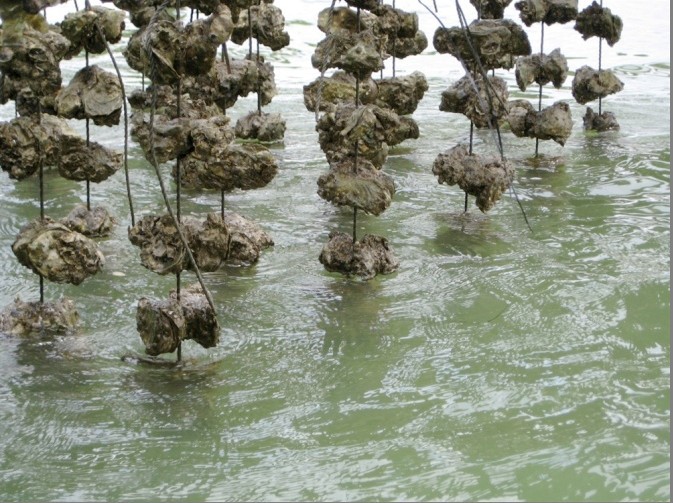 原产地生蚝批发,长年供应湛江生蚝,阳江生蚝,北海生蚝,台山生蚝,珠海