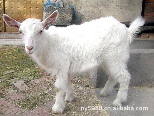 国宝小尾寒羊,小尾寒羊养殖场      小尾寒羊因具有优于其他绵羊品种