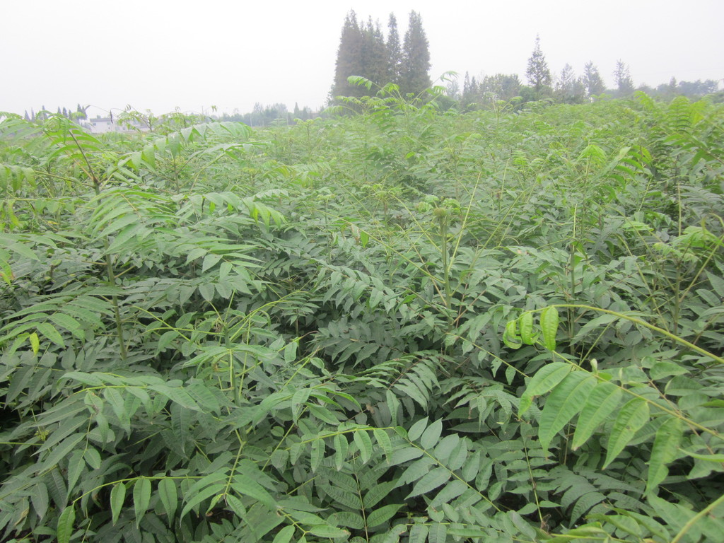 香椿苗 香椿芽 華傑香椿 大棚香椿芽